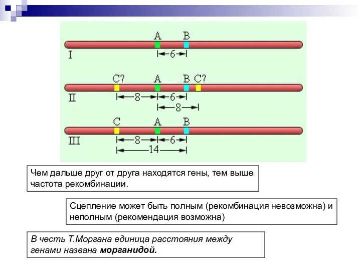 Чем дальше друг от друга находятся гены, тем выше частота рекомбинации.