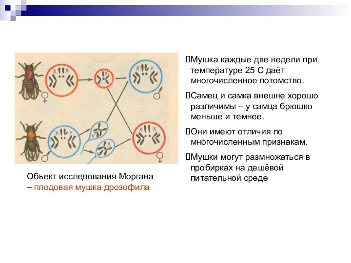 Объект исследования Моргана – плодовая мушка дрозофила Мушка каждые две недели