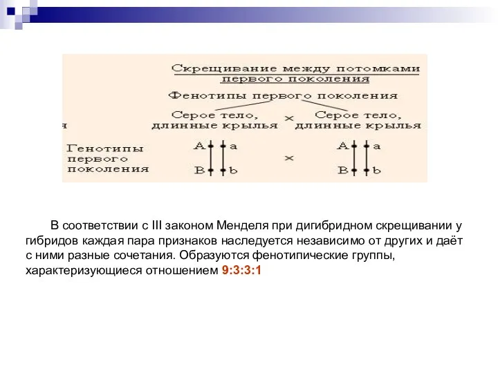 В соответствии с III законом Менделя при дигибридном скрещивании у гибридов