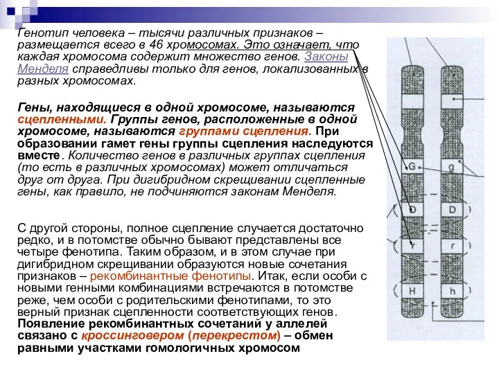 Гены, находящиеся в одной хромосоме, называются сцепленными. Группы генов, расположенные в