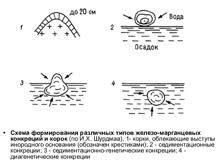 Схема формирования различных типов железо-марганцевых конкреций и корок (по И.Х. Шурдмаа),
