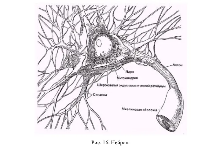 Рис. 16. Нейрон