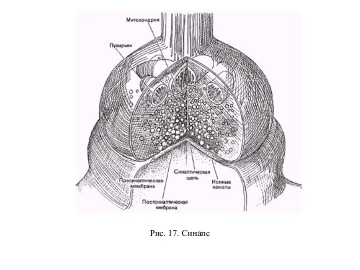 Рис. 17. Синапс