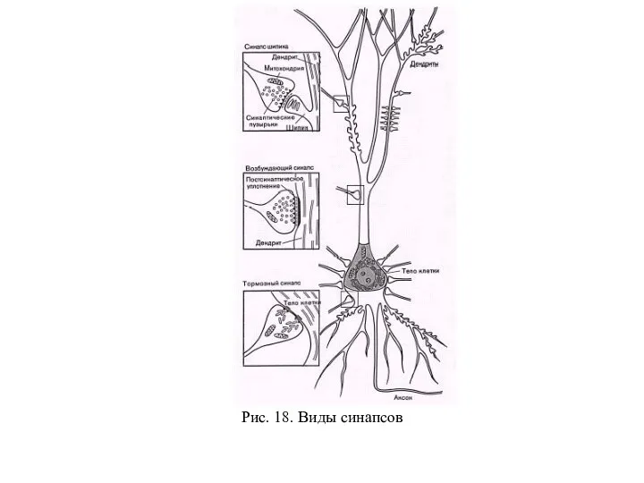 Рис. 18. Виды синапсов