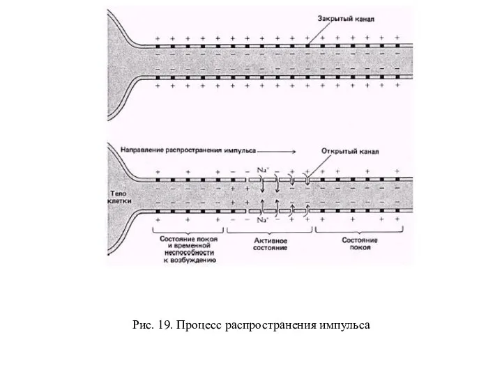 Рис. 19. Процесс распространения импульса