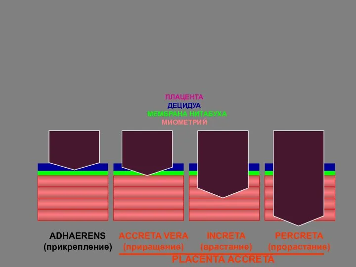 ПЛАЦЕНТА МЕМБРАНА НИТАБУХА МИОМЕТРИЙ ACCRETA VERA (приращение) INCRETA (врастание) PERCRETA (прорастание) ДЕЦИДУА ADHAERENS (прикрепление) PLACENTA ACCRETA