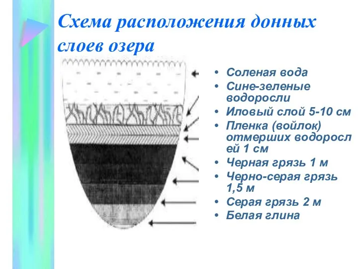 Схема расположения донных слоев озера Соленая вода Сине-зеленые водоросли Иловый слой