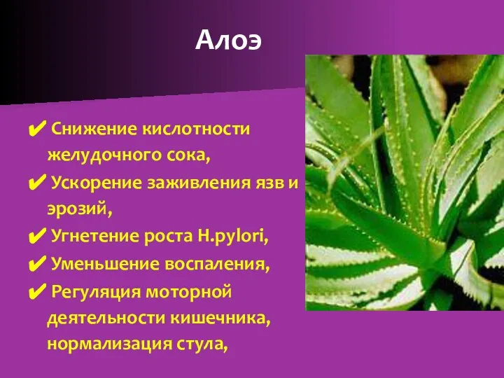 Алоэ Снижение кислотности желудочного сока, Ускорение заживления язв и эрозий, Угнетение