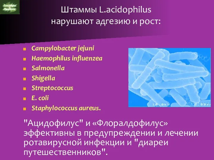 Штаммы L.acidophilus нарушают адгезию и рост: Campylobacter jejuni Haemophilus influenzea Salmonella