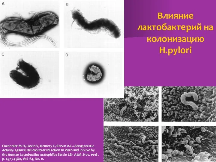 Влияние лактобактерий на колонизацию H.pylori Coconnier M-H, Lievin V, Hemery E,