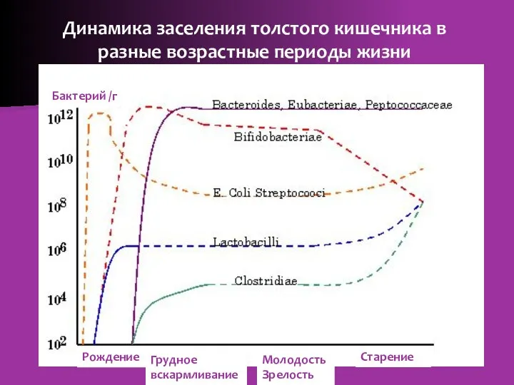 Динамика заселения толстого кишечника в разные возрастные периоды жизни Бактерий /г