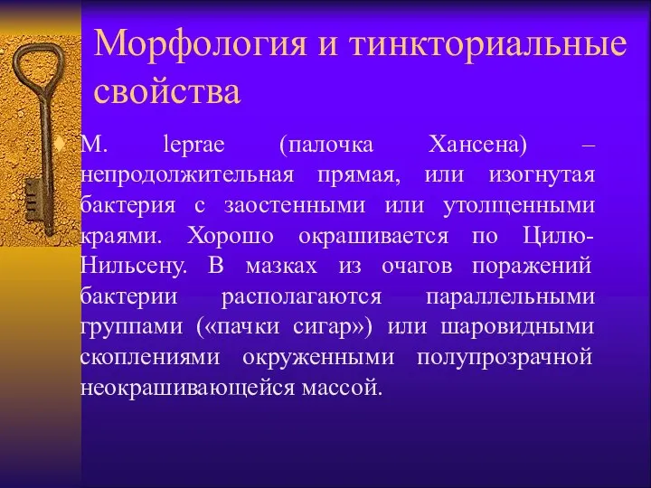 Морфология и тинкториальные свойства M. leprae (палочка Хансена) – непродолжительная прямая,