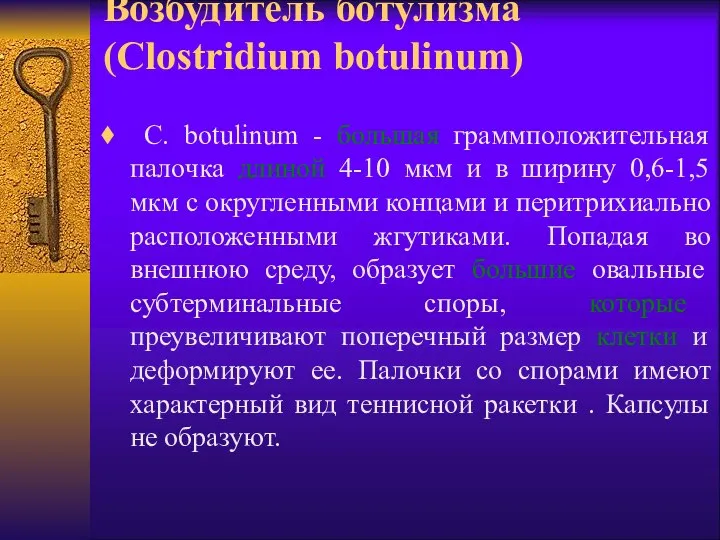 Возбудитель ботулизма (Clostridium botulinum) C. botulinum - большая граммположительная палочка длиной