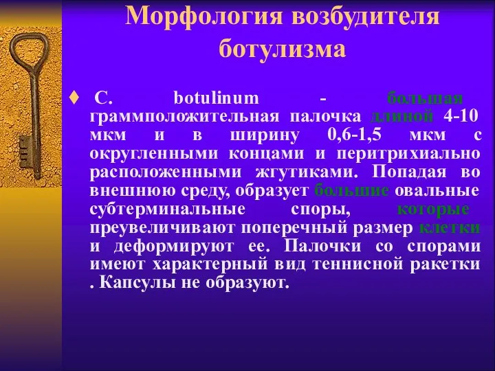 Морфология возбудителя ботулизма C. botulinum - большая граммположительная палочка длиной 4-10