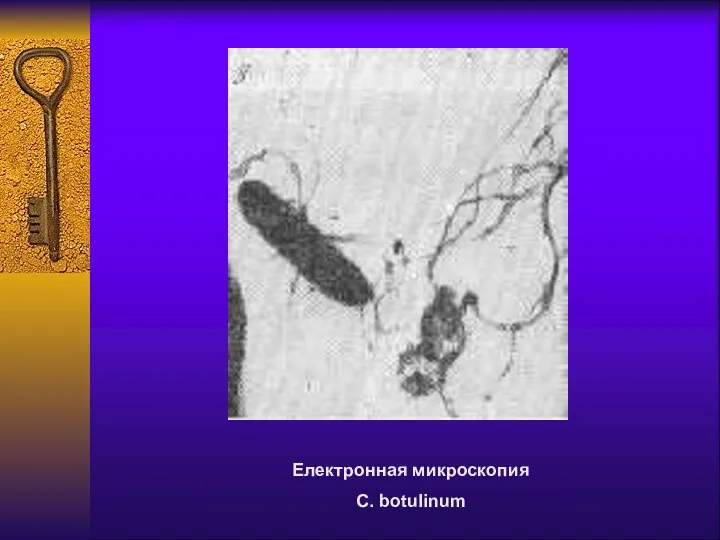 Електронная микроскопия C. botulinum