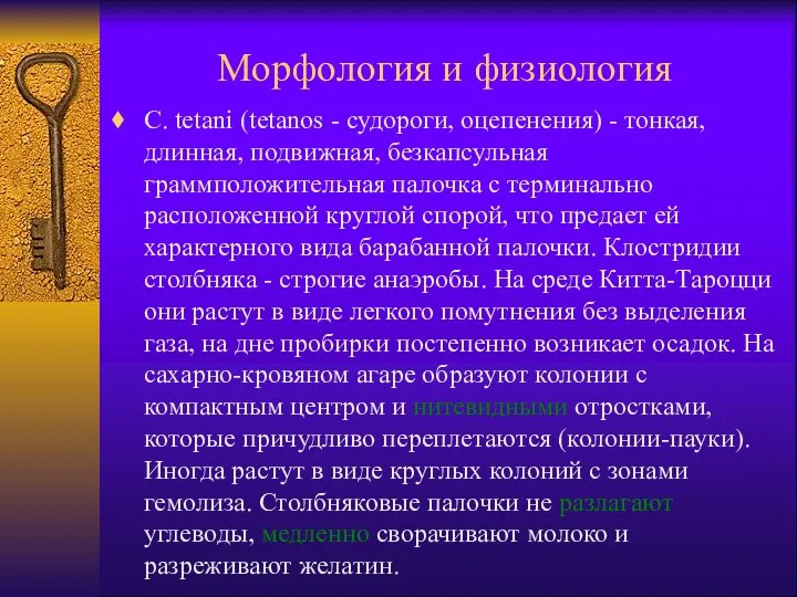 Морфология и физиология C. tetani (tetanos - судороги, оцепенения) - тонкая,