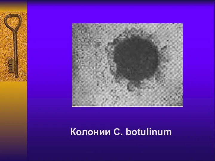 Колонии C. botulinum