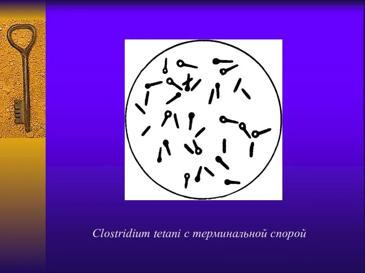 Clostridium tetani с терминальной спорой