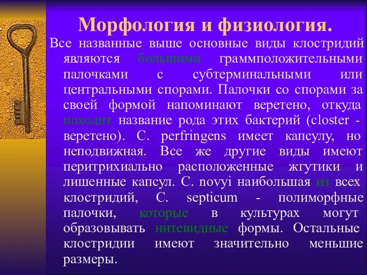 Морфология и физиология. Все названные выше основные виды клостридий являются большими