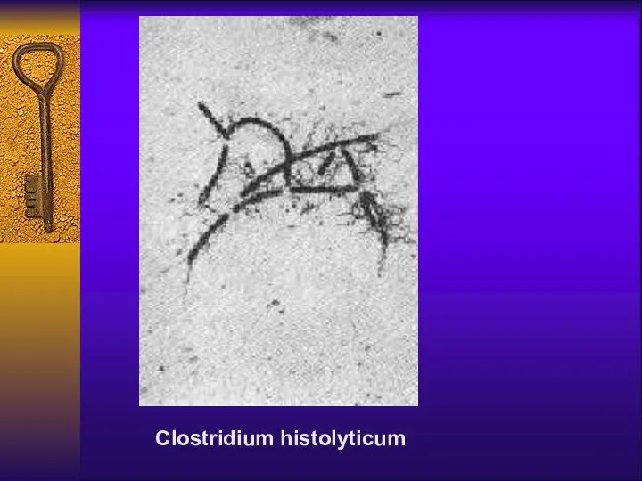 Clostridium histolyticum