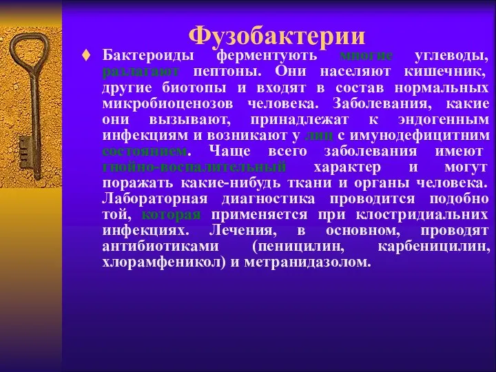 Фузобактерии Бактероиды ферментують многие углеводы, разлагают пептоны. Они населяют кишечник, другие