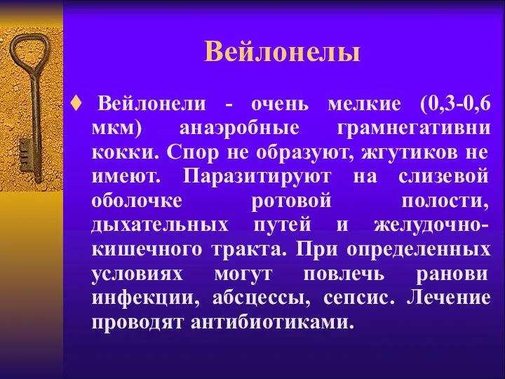 Вейлонелы Вейлонели - очень мелкие (0,3-0,6 мкм) анаэробные грамнегативни кокки. Спор