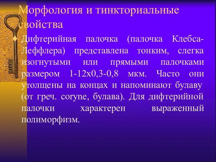 Морфология и тинкториальные свойства Дифтерийная палочка (палочка Клебса-Леффлера) представлена тонким, слегка