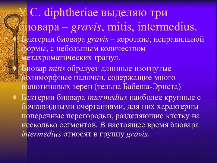 У C. diphtheriae выделяю три биовара – gravis, mitis, intermedius. Бактерии