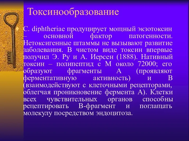 Токсинообразование C. diphtheriae продуцирует мощный экзотоксин – основной фактор патогенности. Нетоксигенные