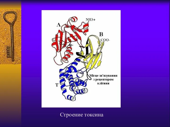 Строение токсина