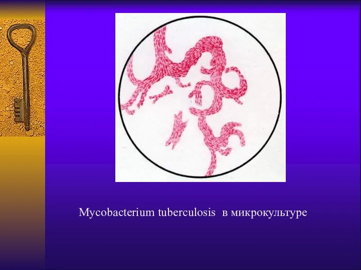 Mycobacterium tuberculosis в микрокультуре