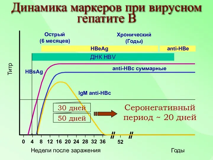 IgM anti-HBc anti-HBc суммарные HBsAg Острый (6 месяцев) HBeAg Хронический (Годы)