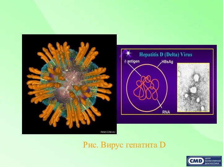 Рис. Вирус гепатита D