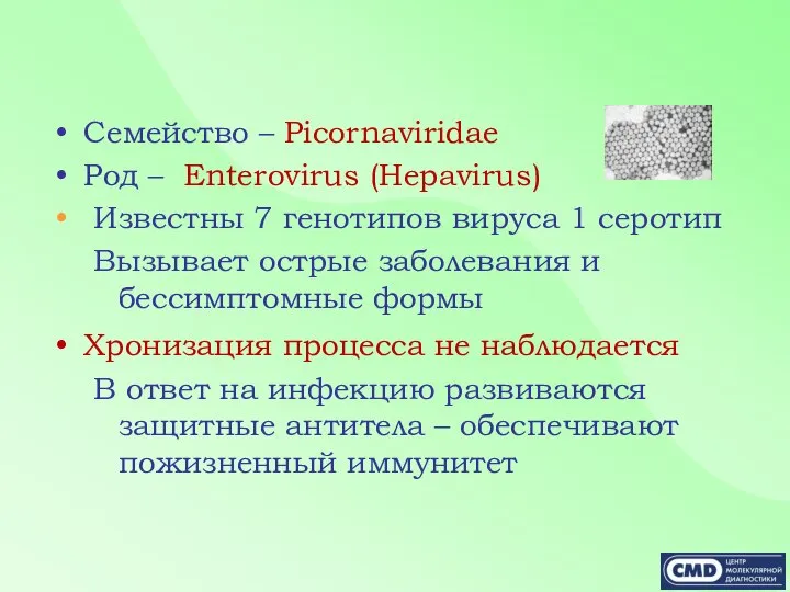 Семейство – Picornaviridae Род – Enterovirus (Hepavirus) Известны 7 генотипов вируса