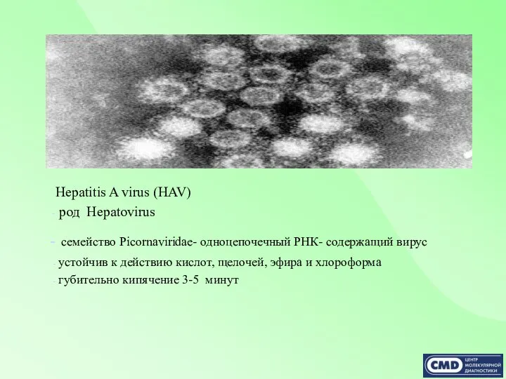 Hepatitis A virus (HAV) род Hepatovirus семейство Picornaviridae- одноцепочечный РНК- содержащий