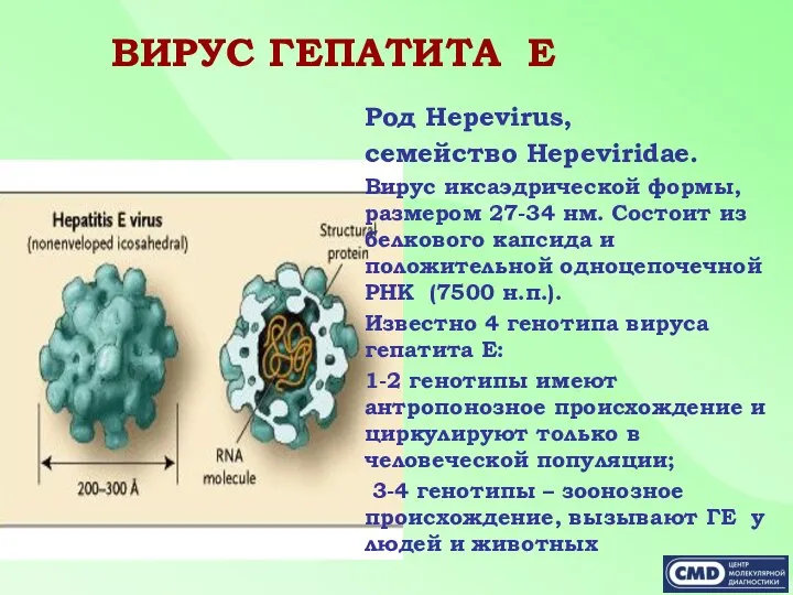 ВИРУС ГЕПАТИТА Е Род Hepevirus, семейство Hepeviridae. Вирус иксаэдрической формы, размером