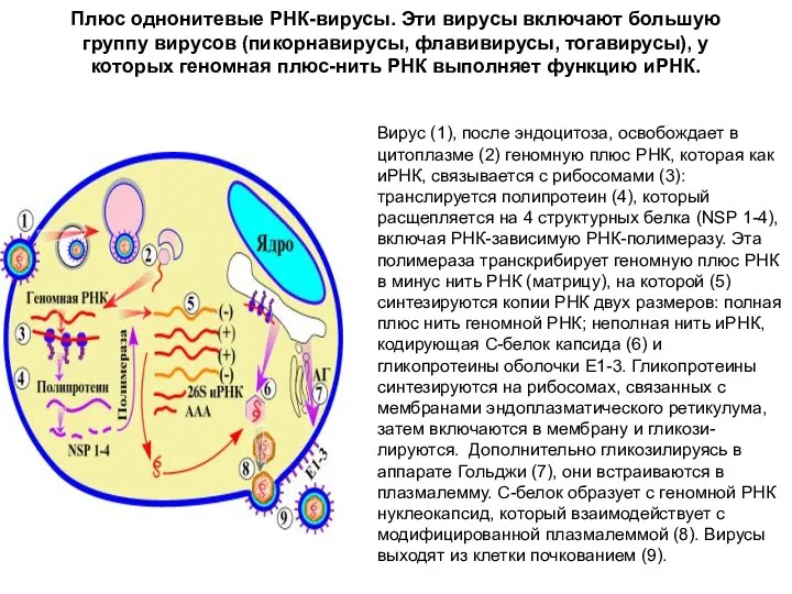 Плюс однонитевые РНК-вирусы. Эти вирусы включают большую группу вирусов (пикорнавирусы, флавивирусы,