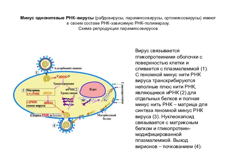 Минус однонитевые РНК–вирусы (рабдовирусы, парамиксовирусы, ортомиксовирусы) имеют в своем составе РНК-зависимую