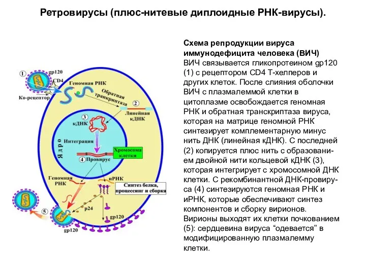 Ретровирусы (плюс-нитевые диплоидные РНК-вирусы). Схема репродукции вируса иммунодефицита человека (ВИЧ) ВИЧ