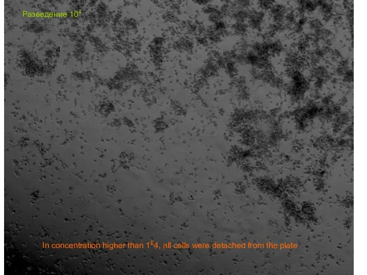 4 Разведение 104 In concentration higher than 1E4, all cells were detached from the plate