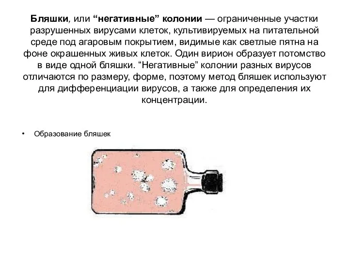 Бляшки, или “негативные” колонии — ограниченные участки разрушенных вирусами клеток, культивируемых