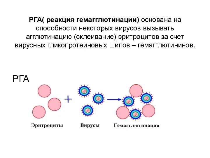 РГА( реакция гемагглютинации) основана на способности некоторых вирусов вызывать агглютинацию (склеивание)