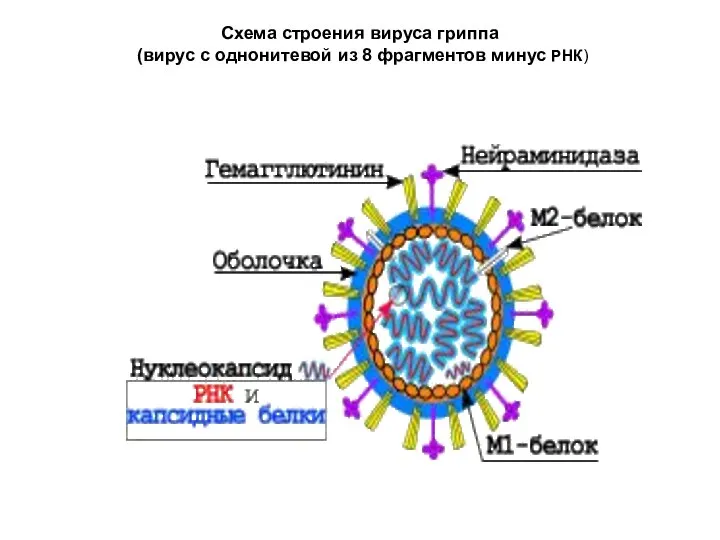 Схема строения вируса гриппа (вирус с однонитевой из 8 фрагментов минус РНК)