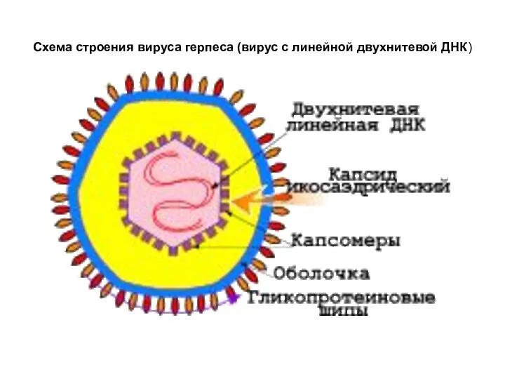 Схема строения вируса герпеса (вирус с линейной двухнитевой ДНК)
