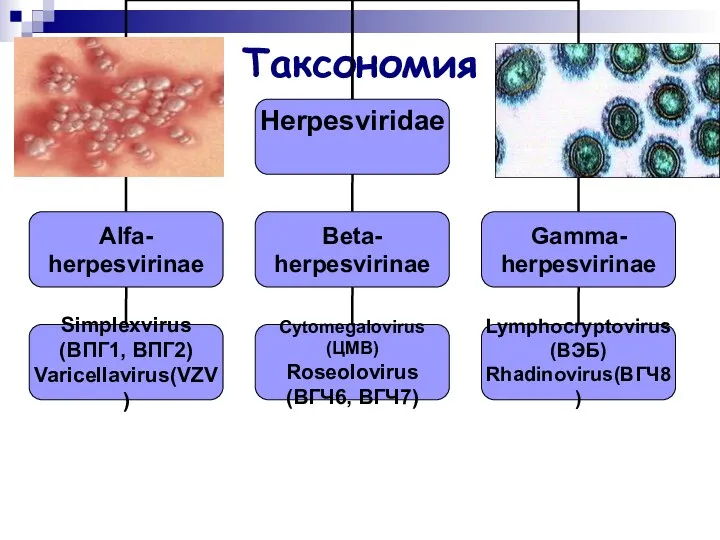 Таксономия