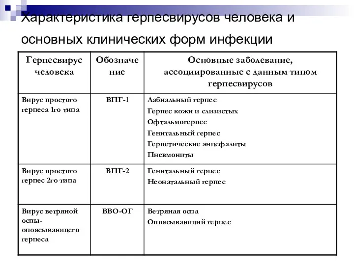 Характеристика герпесвирусов человека и основных клинических форм инфекции