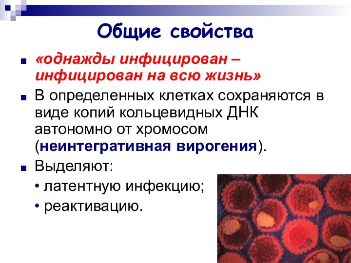 Общие свойства «однажды инфицирован – инфицирован на всю жизнь» В определенных