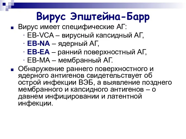 Вирус Эпштейна-Барр Вирус имеет специфические АГ: ∙ EB-VCA – вирусный капсидный