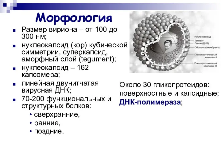 Морфология Размер вириона – от 100 до 300 нм; нуклеокапсид (кор)