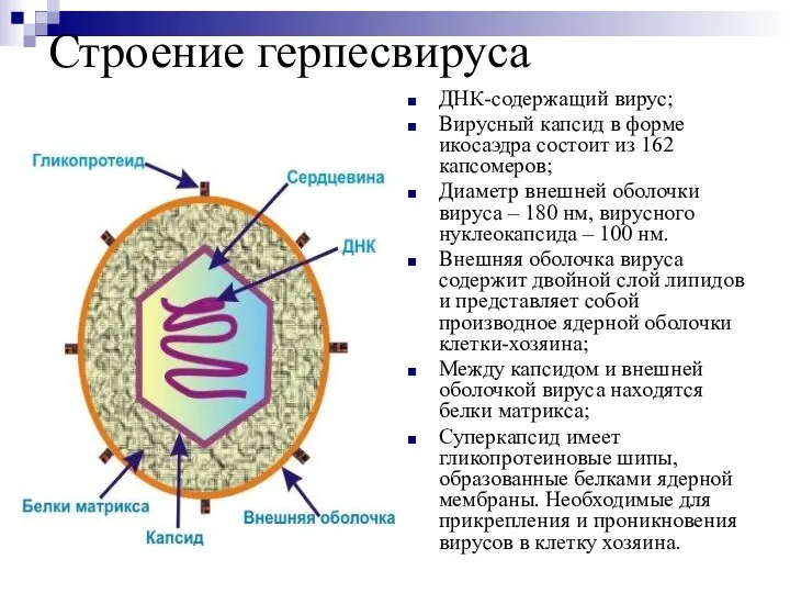 Строение герпесвируса ДНК-содержащий вирус; Вирусный капсид в форме икосаэдра состоит из